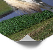 Poster Appaloosa Horse (Coin)