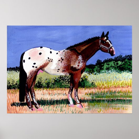 Poster Appaloosa Horse Portrait (Devant)