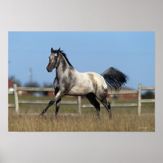 Poster Appaloosa Horse Running 3 (Devant)
