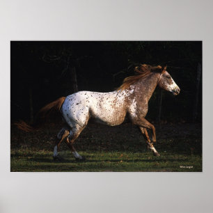 Poster Appaloosa Horse Running 4