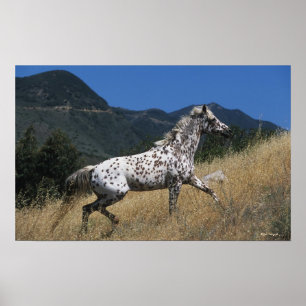 Poster Appaloosa Horse Running up Mountain