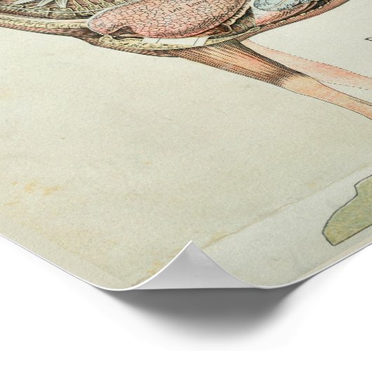 Poster Appareil digestif de cheval Anatomie interne Impri (Coin)