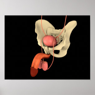 Poster Appareil reproducteur masculin humain 2