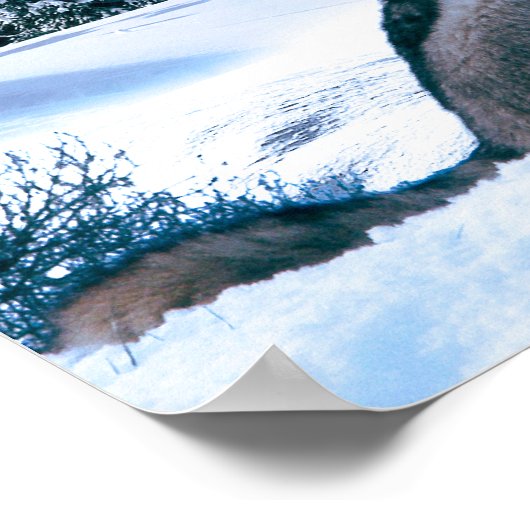 Poster Appel Wolf (Coin)