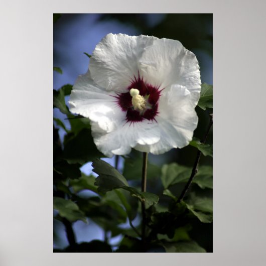 Poster Apple Bloom (Devant)