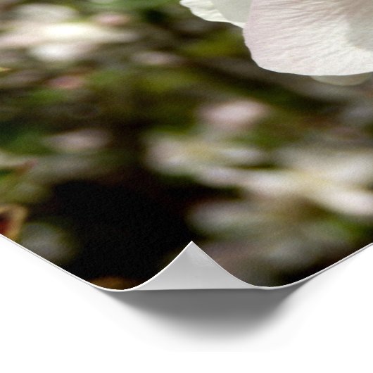 Poster Apple Blossom (Coin)