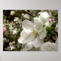 Poster Apple Blossom
