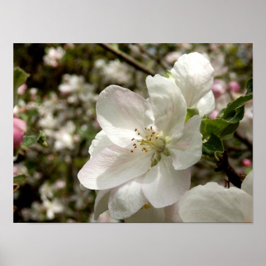 Poster Apple Blossom (Devant)
