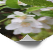 Poster Apple Blossom in the RAIN ! (Coin)