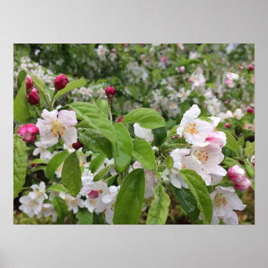 Poster Apple Blossom in the RAIN ! (Devant)