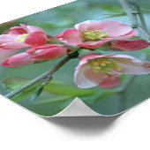 Poster Apple Blossom #P0356 (Coin)