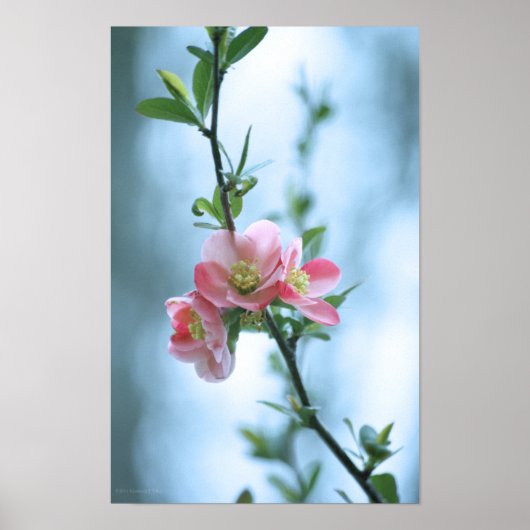 Poster Apple Blossom #P0365 (Devant)