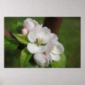 Poster Apple Blossom Print 2 (Devant)