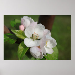 Poster Apple Blossom Print 2