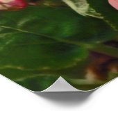 Poster Apple Blossom Time (Coin)