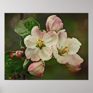 Poster Apple Blossom Time