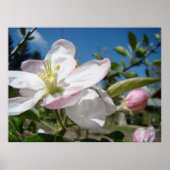 Poster APPLE BLOSSOMS Fleurs Imprimantes d'art encadrées (Devant)