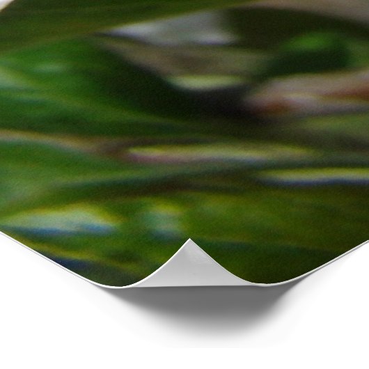 Poster APPLE BLOSSOMS Fleurs Imprimantes d'art encadrées (Coin)