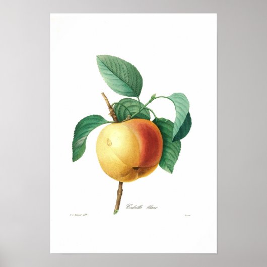 Poster Apple 'Calville blanc' (Devant)