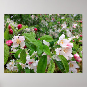 Poster Apple fleurissent sous la PLUIE !