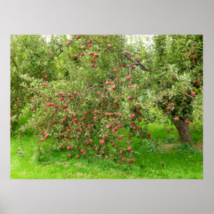 Poster Apple Orchard