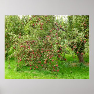 Poster Apple Orchard