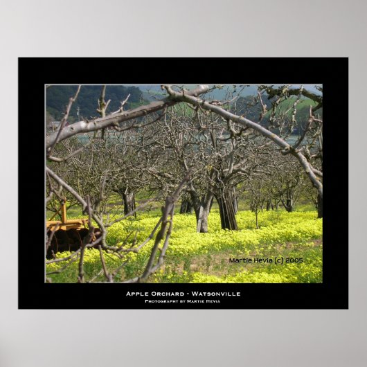 Poster "Apple Orchard - Watsonville" (Devant)