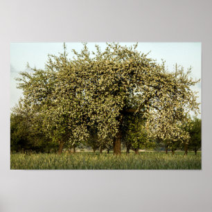 Poster Apple tree in bloom