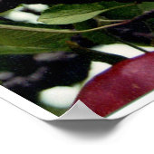 Poster Apple Tree l (Coin)