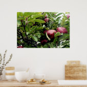 Poster Apple Tree l (Cuisine)