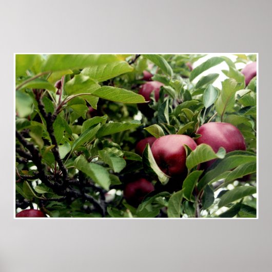 Poster Apple Tree l (Devant)