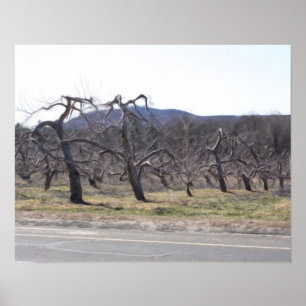 Poster Apple Trees In A Row Oil Photo Painting