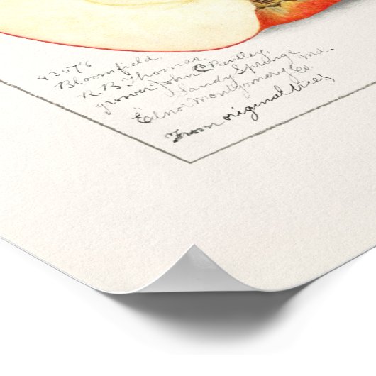 Poster Apples 1908 by Amanda Almira Newton (Coin)