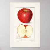 Poster Apples 1908 by Amanda Almira Newton (Devant)