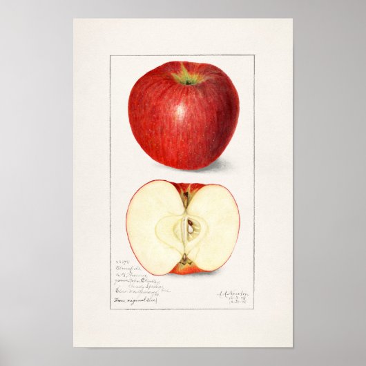 Poster Apples 1908 by Amanda Almira Newton (Devant)