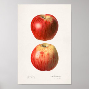 Poster Apples (Malus Domestica) Fruit Watercolor Painting