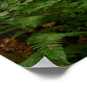 Poster après la pluie (Coin)