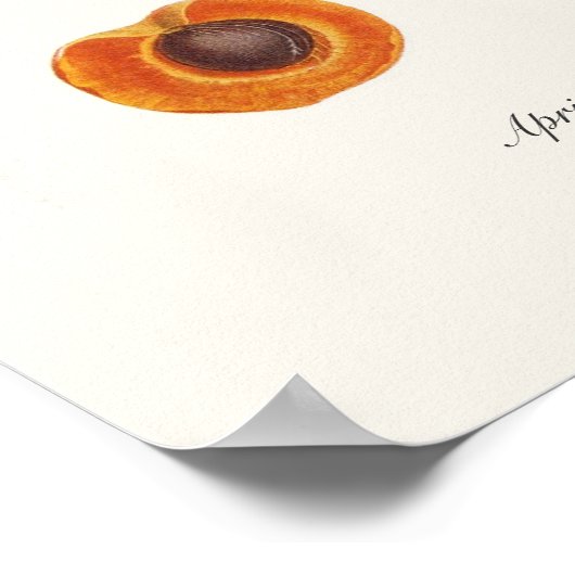 Poster Apricot (Coin)