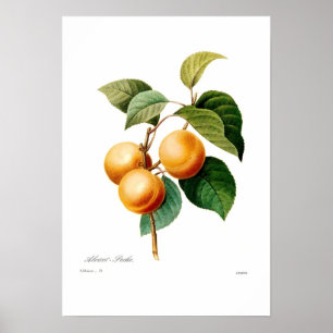 Poster Apricot