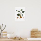Poster Apricot, Abricot de Hollande (Cuisine)
