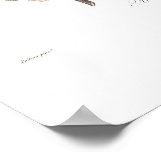 Poster Apricot blanc (Coin)