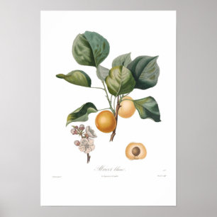 Poster Apricot blanc