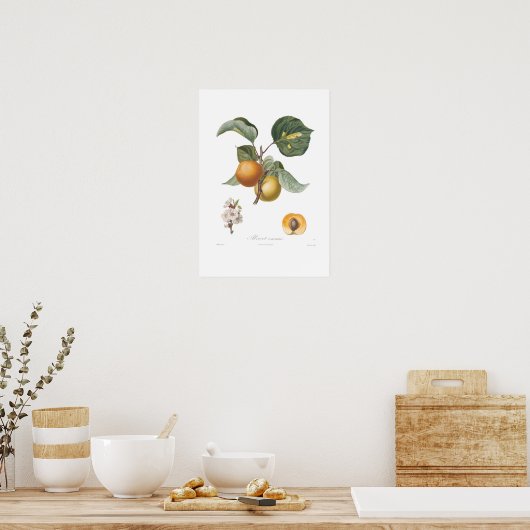 Poster Apricot commun (Cuisine)