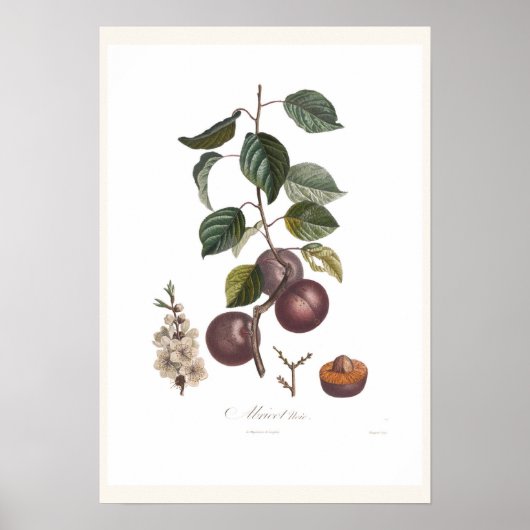 Poster Apricot noir (Devant)