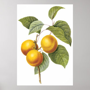 Poster Apricot Peach