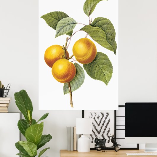 Poster Apricot Peach (Bureau à domicile)