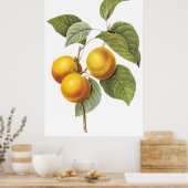 Poster Apricot Peach (Cuisine)