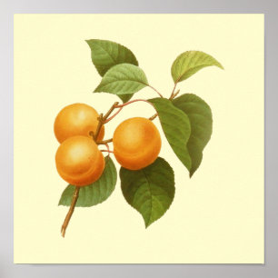 Poster Apricots orange vintage