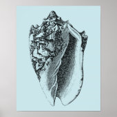 Poster Aqua Conch Shell (Devant)