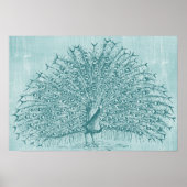 Poster Aqua Peacock (Devant)